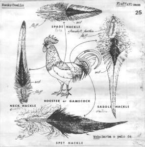 A rooster and diagram illustrating where specific feathers that fly tiers use come from on thee bird's body.